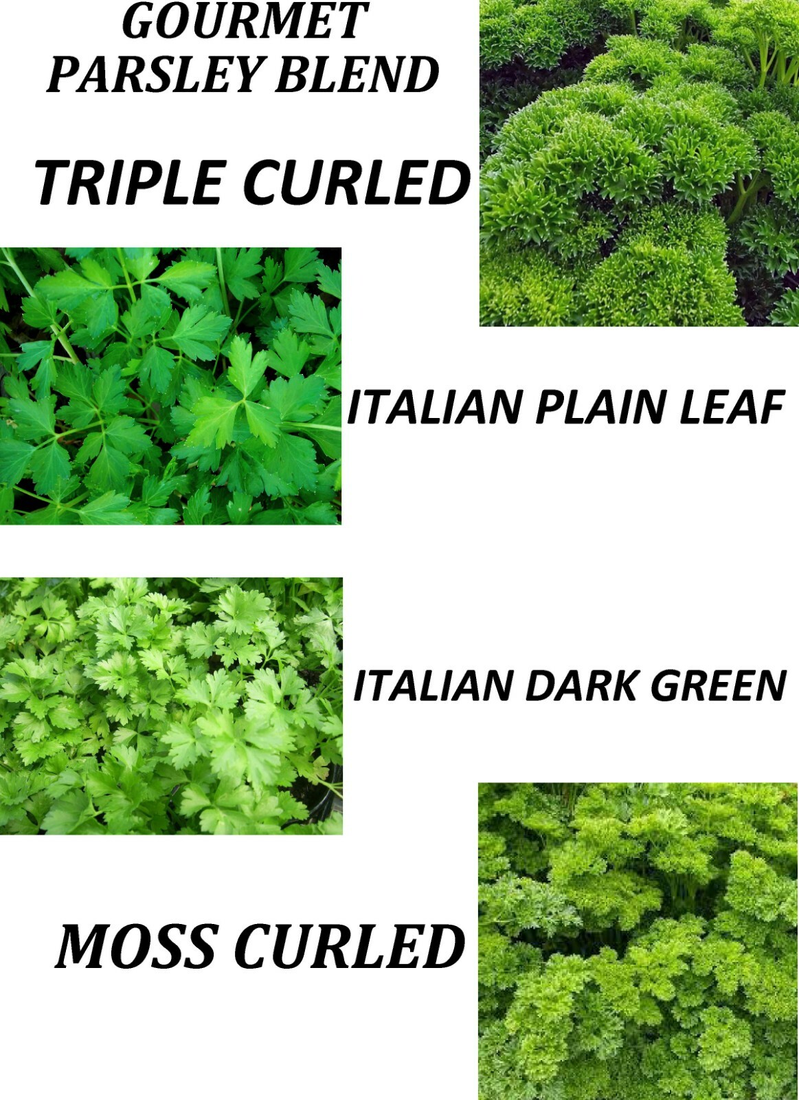 400 GOURMET BLEND PARSLEY SEEDS NON – GMO FRESH FRESH HARVEST FOR 2024 GARDENS