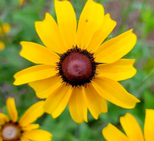 Black-eyed Susan | 25 Seeds | Rudbeckia Hirta | Florida Native Flower | Bee