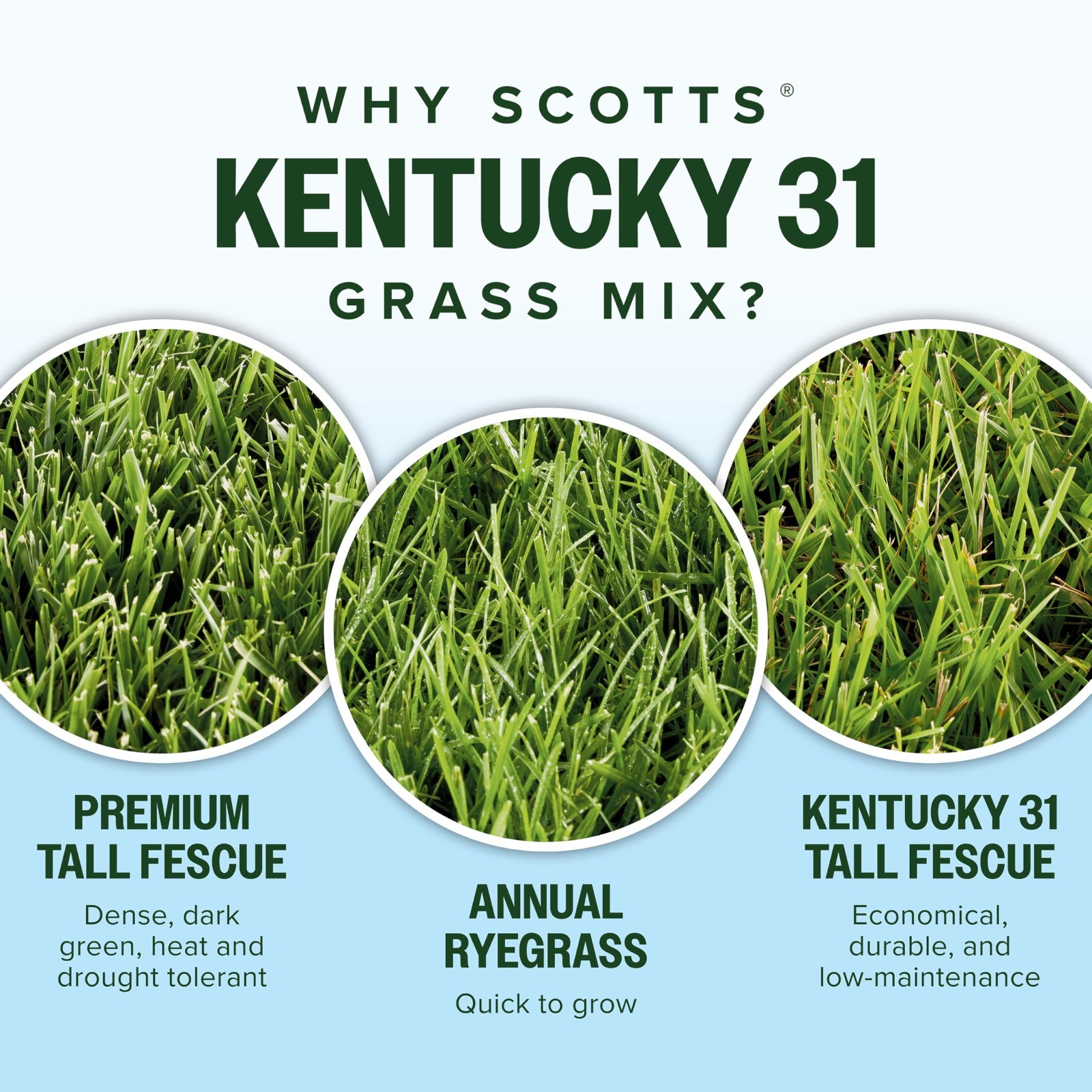 Premium Kentucky 31 Grass Seed Mix – Covers 10,000 sq. ft., 40 lb for Lush Lawn