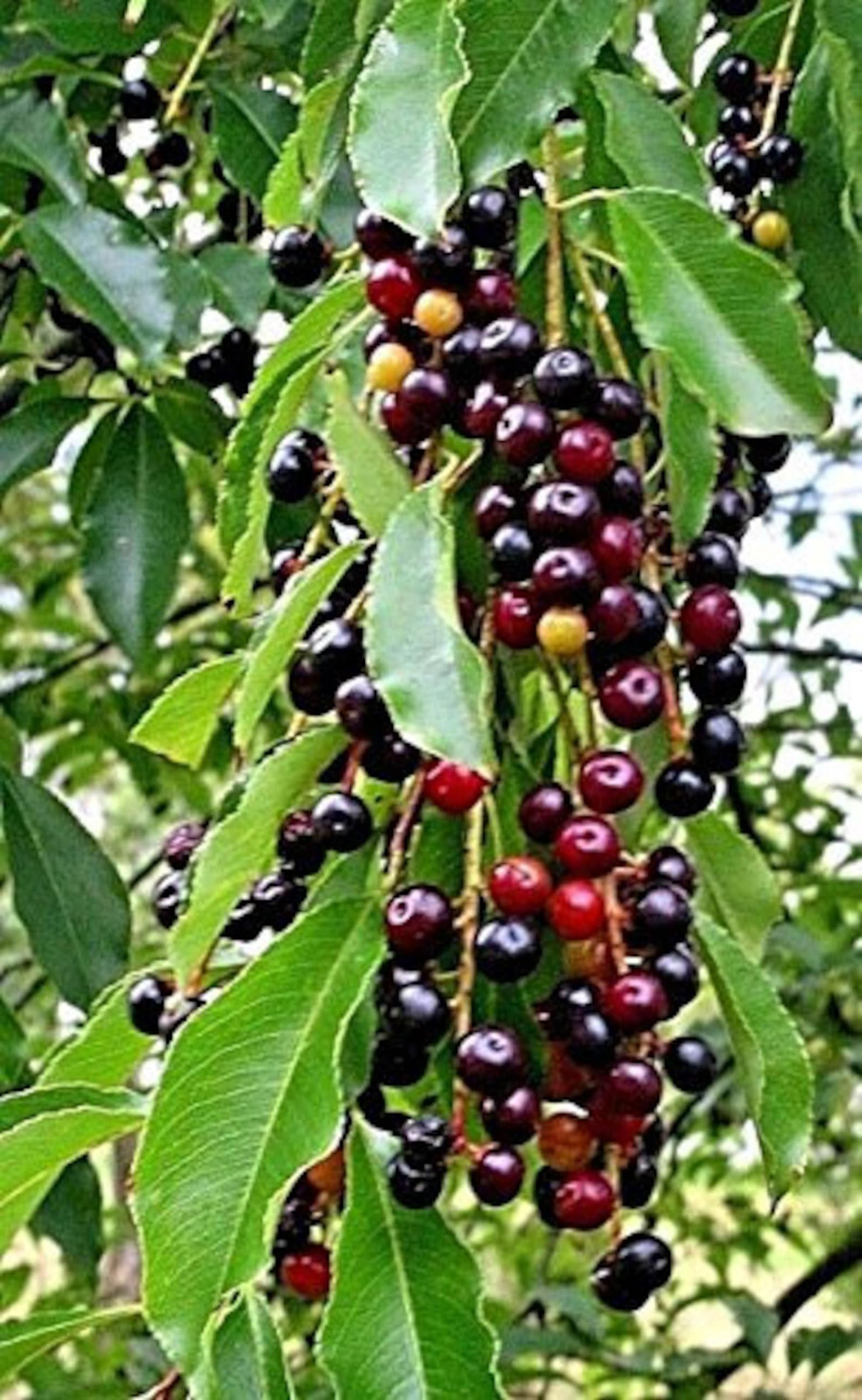 Prunus serotinaBlack Cherry tree seeds 25 seeds cleaned, floated, 8/11/23