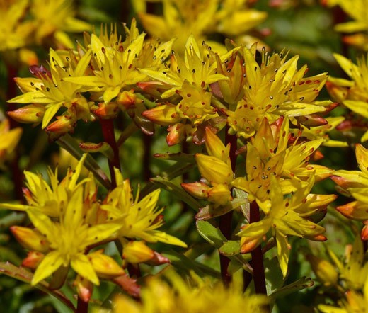 SEDUM STRIATUS STONECROP Phedimus Middendorfianus Striatum – 100 Seeds