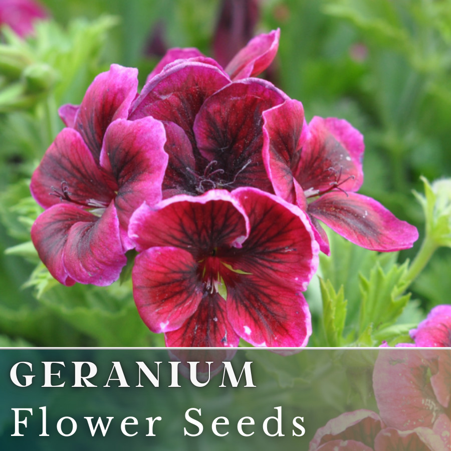 100+ Geranium Seeds – Magenta Marvel – Fragrant – Fresh Flower Seeds Non GMO