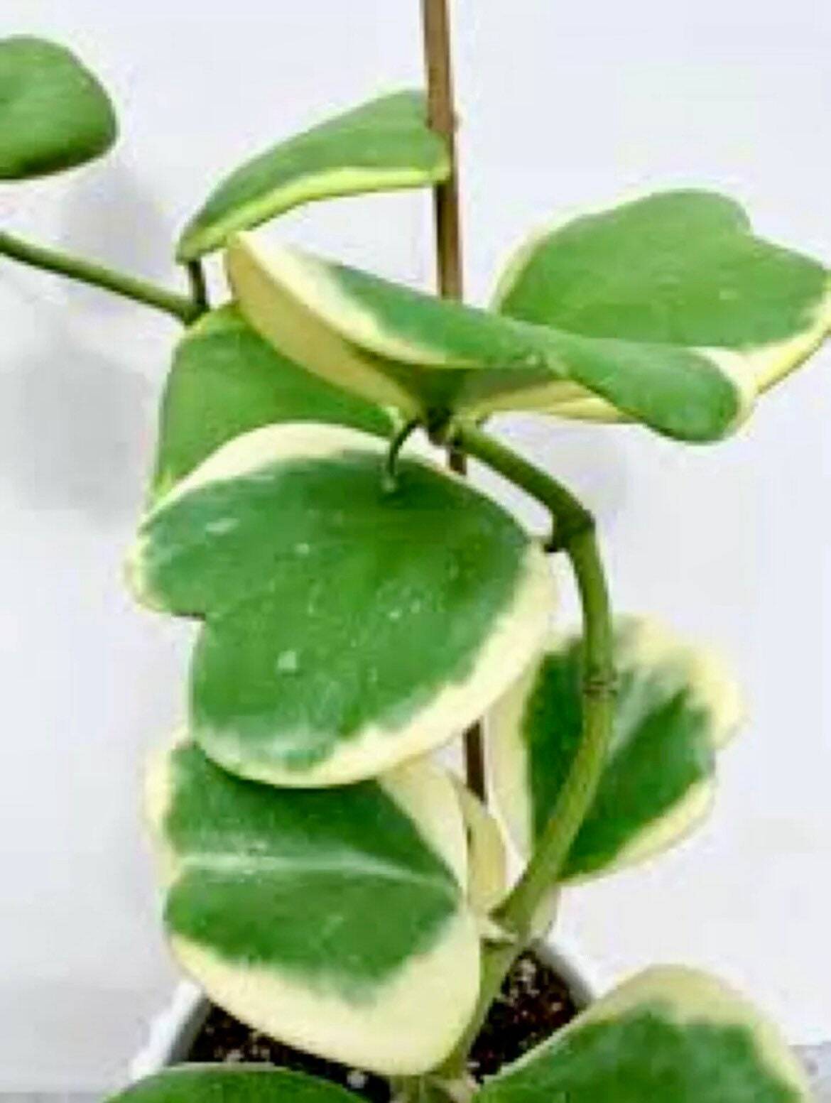 Hoya Kerrii Variegata Seeds~Sweetheart~Lucky ~Heart~Succulents~Valentine’s Day