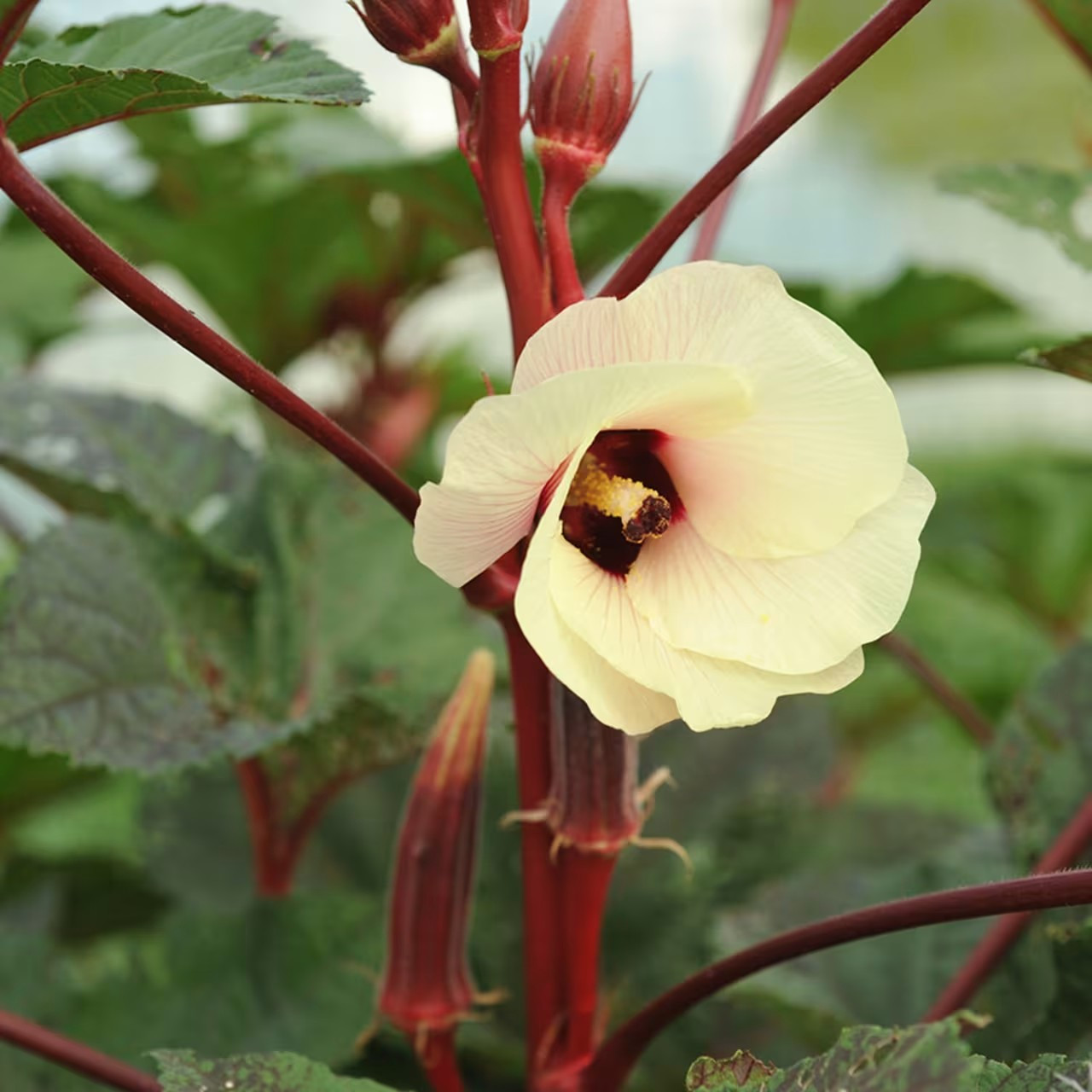 100+ Jing Orange Okra Seeds –— Bright Color —— Heirloom ——- RARE