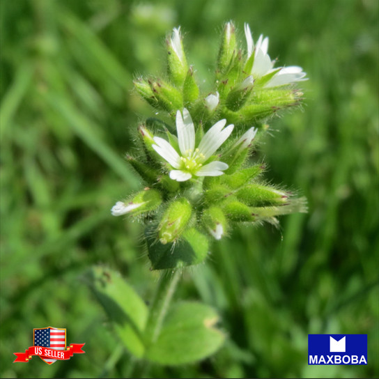 200 Cerastium Seeds Snow In Summer Biebersteinii White Non-GMO BOGO 50% OFF