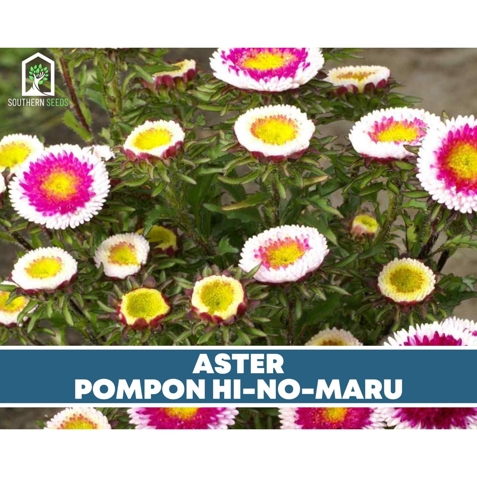 Aster, Pompon Hi-No-Maru – Easy to Grow Seeds (Callistephus pompon)