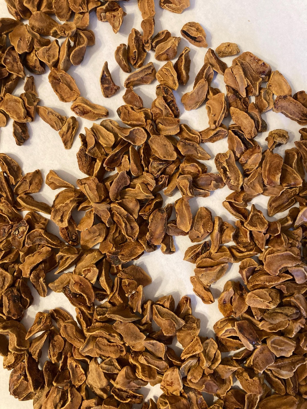Bald Cypress Tree Seeds (Taxodium Distichum) Southern Sourced