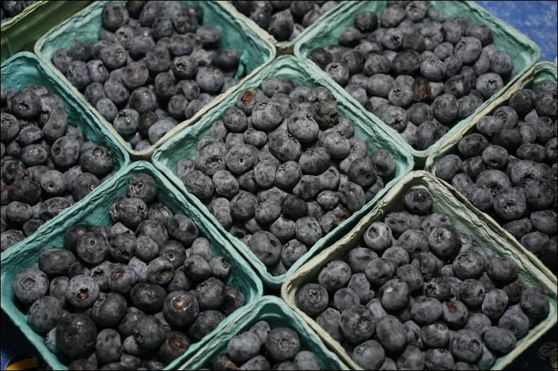 BLUEBERRY SEEDS * DRYLAND VARIETY* ROCKY SOIL* ORNAMENTAL* WAXY BLUE BERRIES*