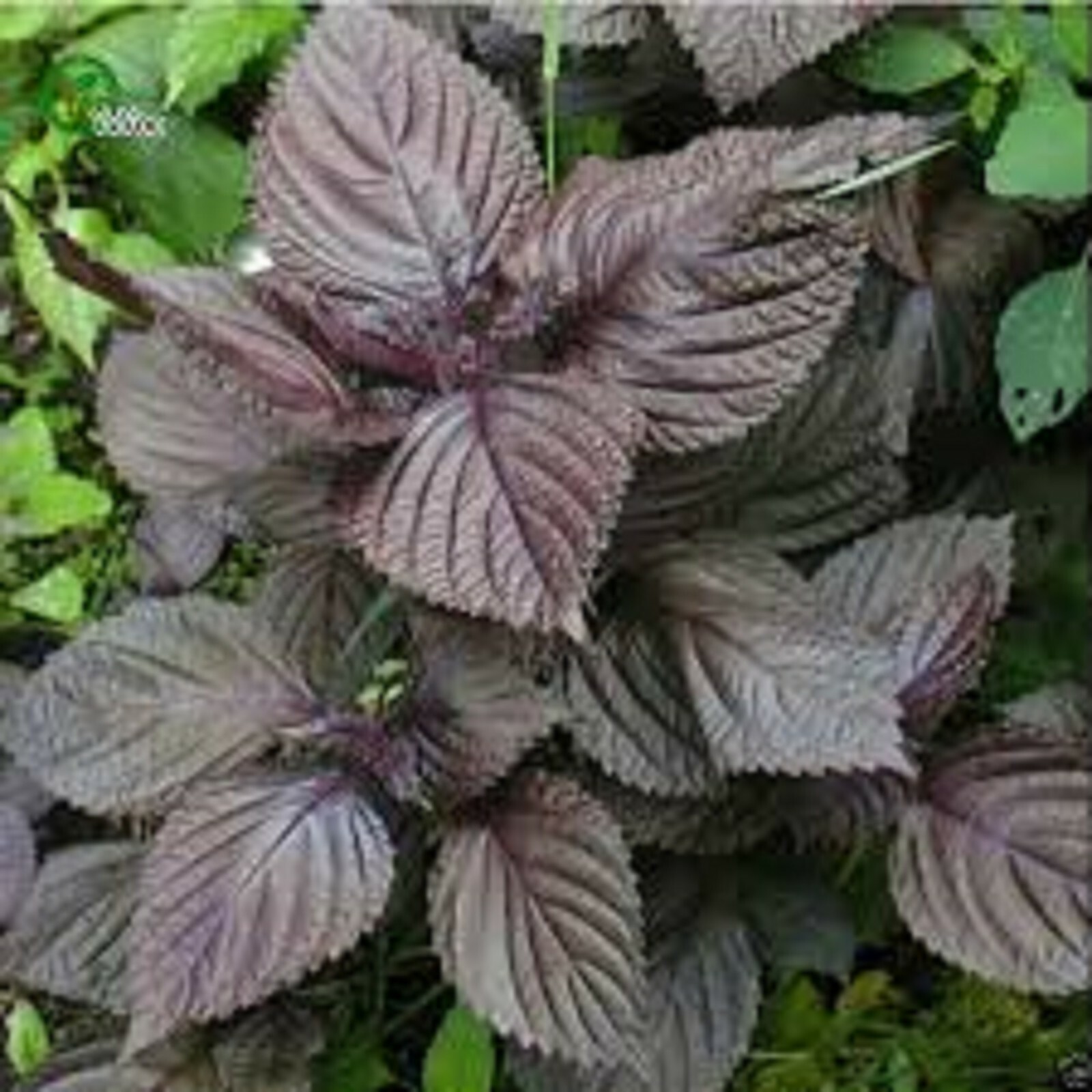 Perilla Seeds – Red Shiso Perilla frutescens Beefsteak TCM Herb Planting Seeds