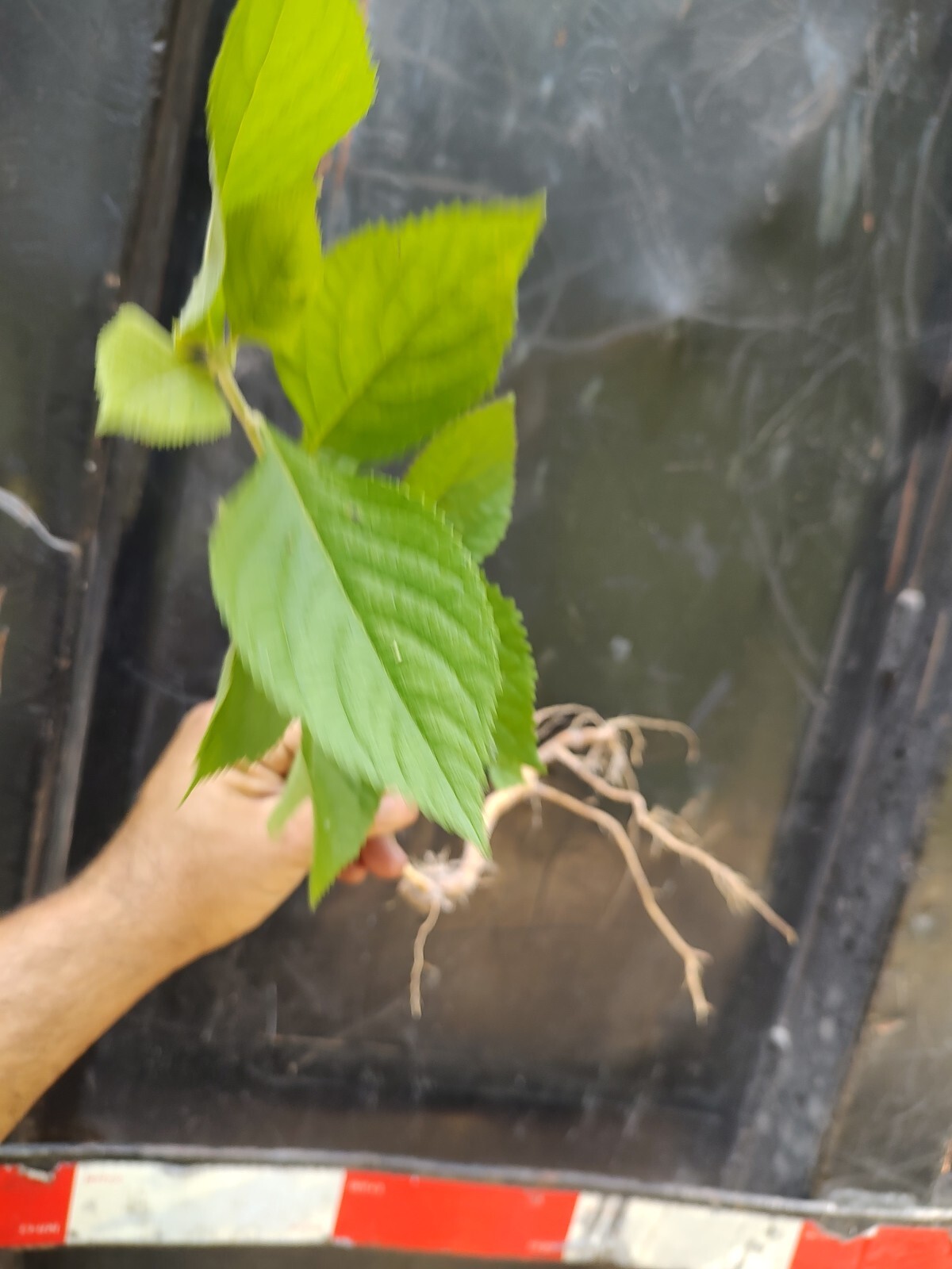 PURPLE AMERICAN BEAUTY BERRY BEAUTYBERRY CALLICARPA AMERICANA ORGANIC Seedling
