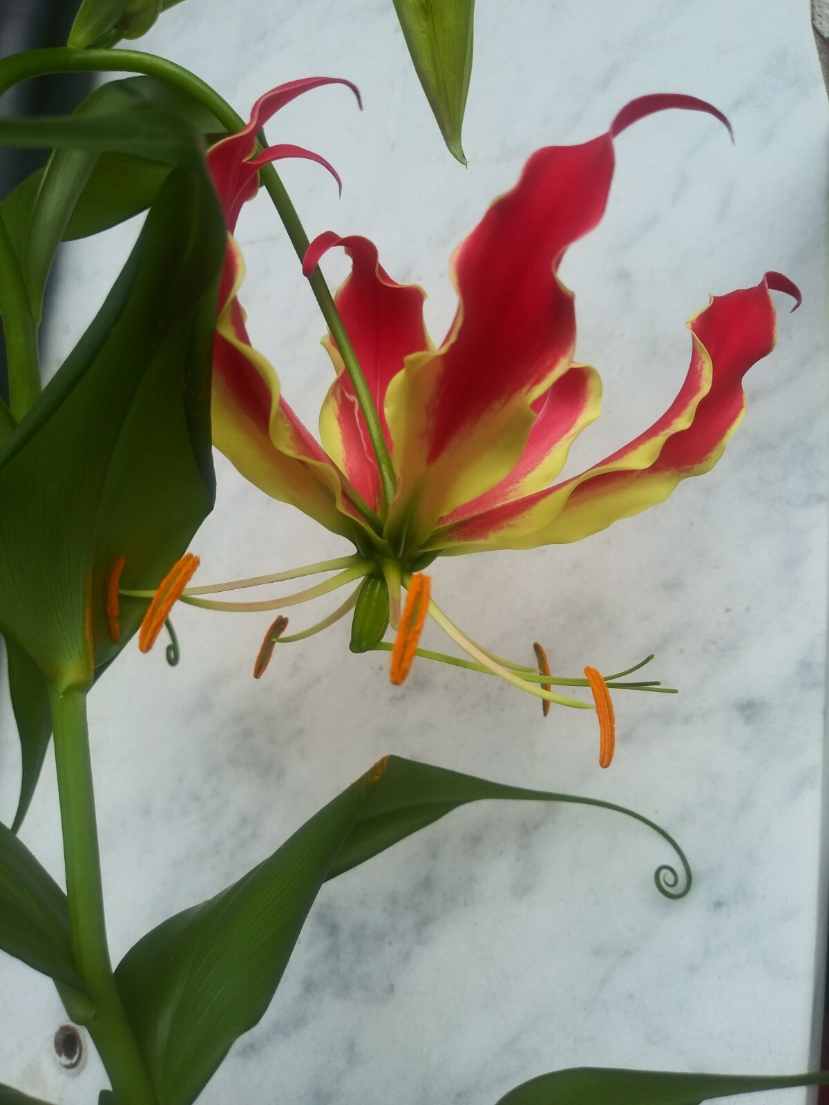 LIVE PLANT Gloriosa lily bulbs 3 LIVE Vine