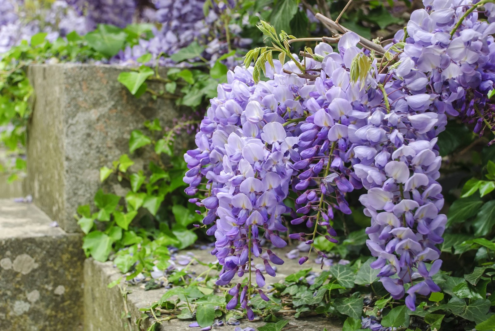 Wisteria sinensis – 5 Heirloom Seeds Beautiful Multi USE Plant- See Listing