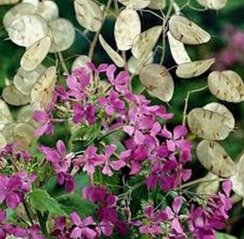 50+ Lunaria/ Money Plant Seeds Biennial