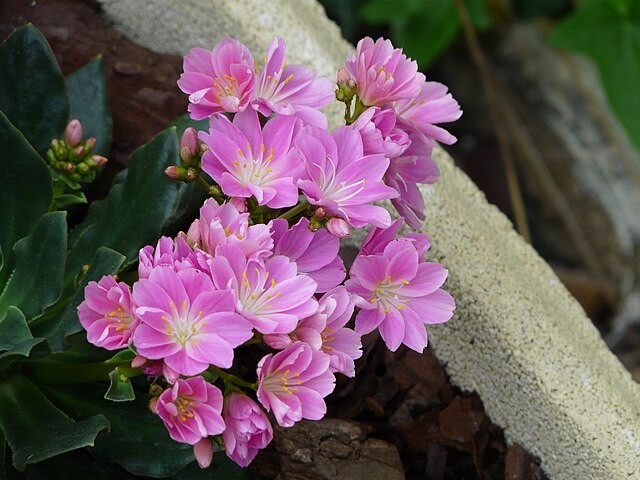 Lewisia cotyledon | Sunset Rosy Pink | 10 Seeds