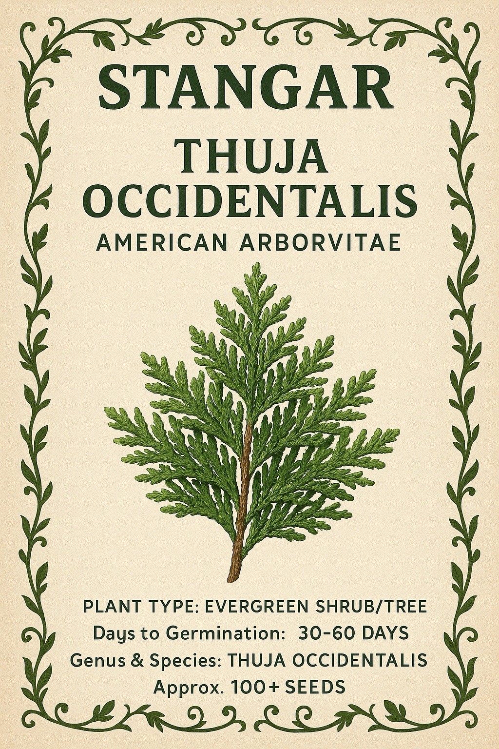 50+ THUJA TREE SEEDS (Thuja occidentalis) White Cedar Arborvitae Hedge Row FAST