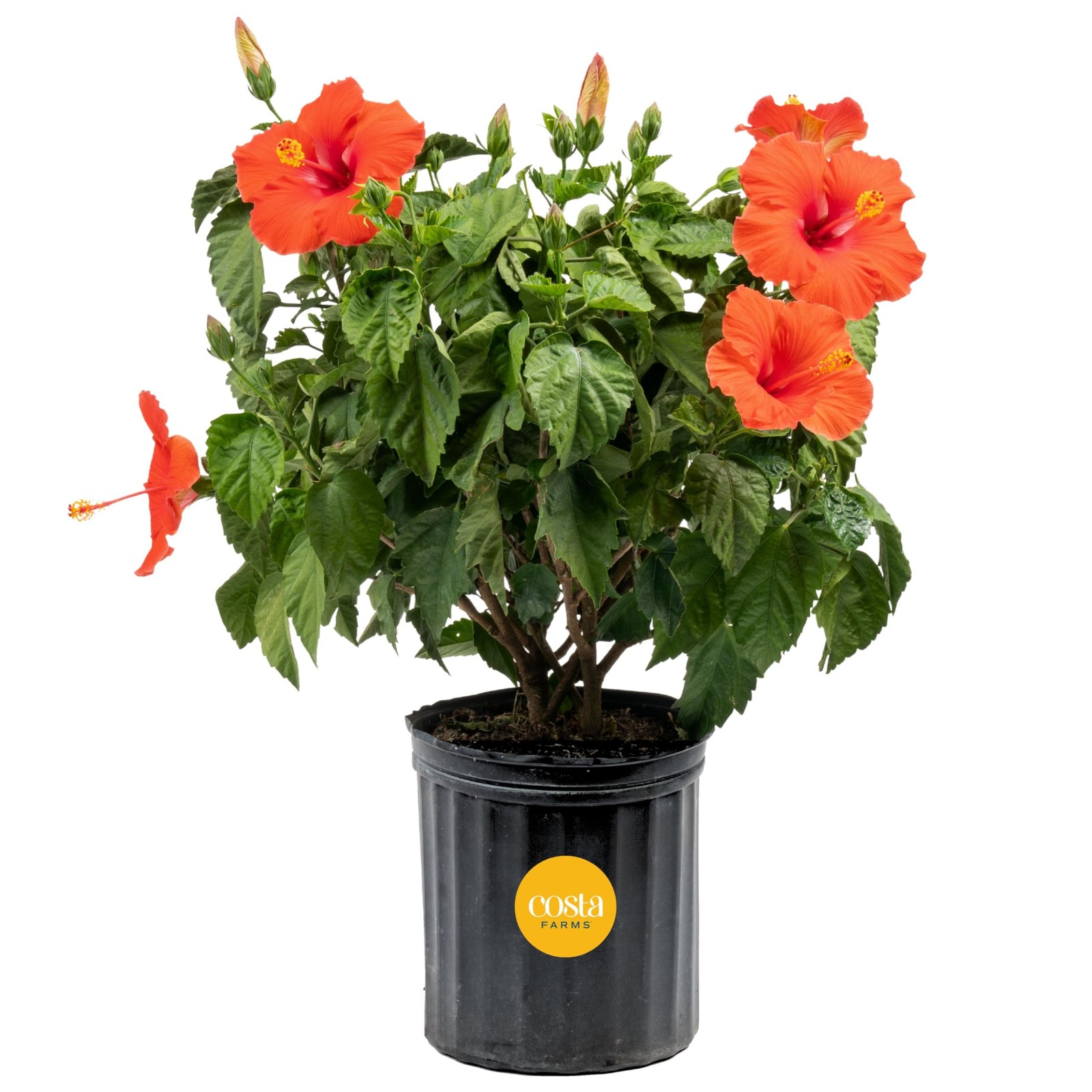 Live Tropical Hibiscus Bush, 2-3 Foot Tall Real Flowering Plant in 10-Inch Growe