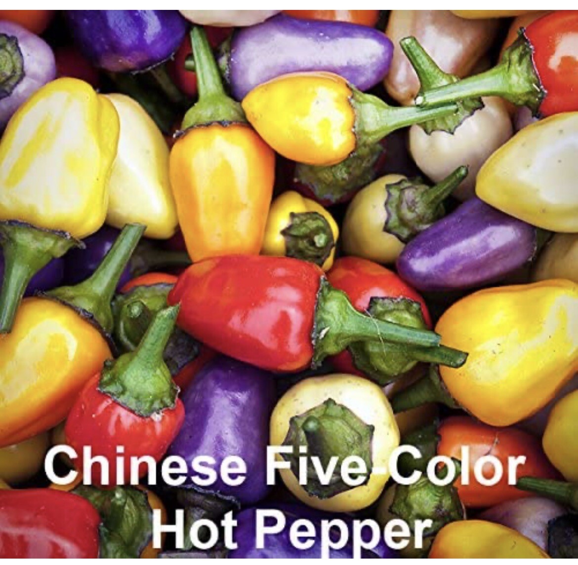 10 bags Asian Pepper Hot Mix (HOT) Vegetable Seeds NON-GMO Mixed 16 Types 100ct