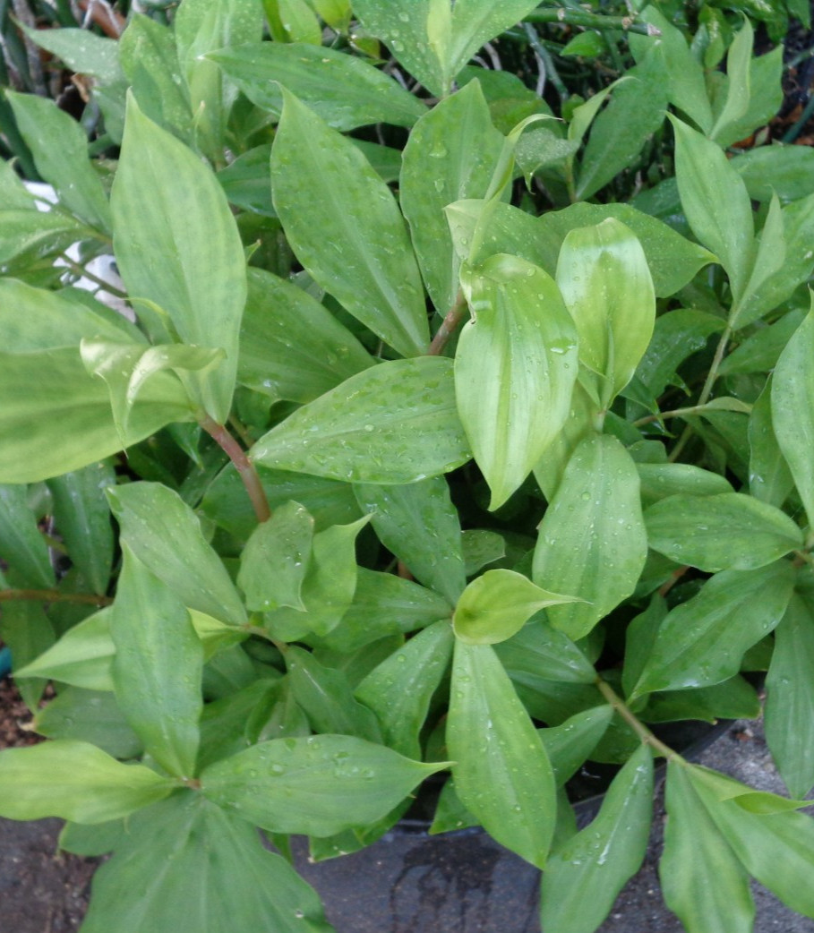 Costus Pictus Insulin Plant Spiral Flag Well Rooted Blood Sugar Medicinal 5″-10″