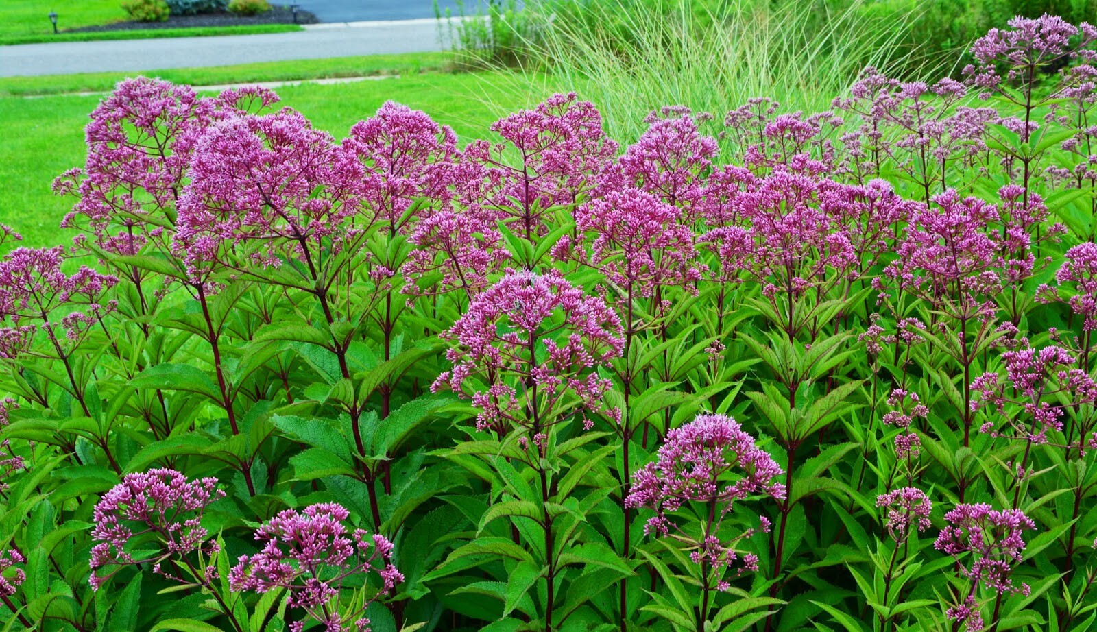 201+JOE PYE WEED Seeds Native Wildflower Vanilla Summer Flower Garden Heat Cold