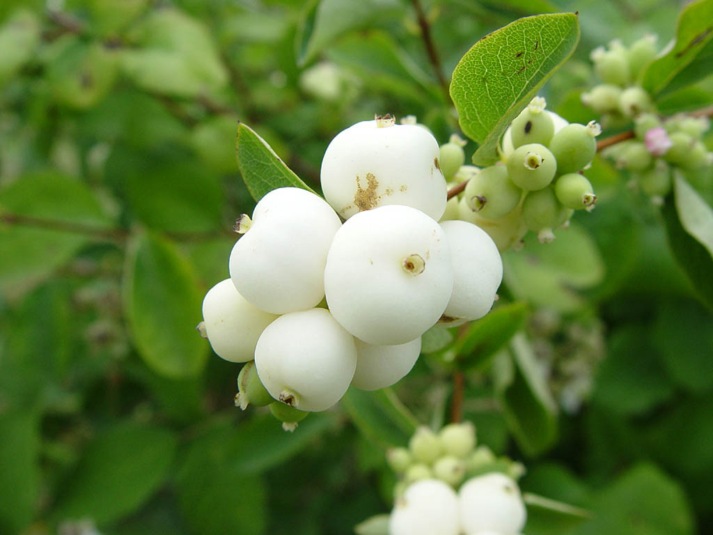 Snowberry Shrub, Symphoricarpos albus, Seeds (Fast, Hardy, Ornamental Fruit)