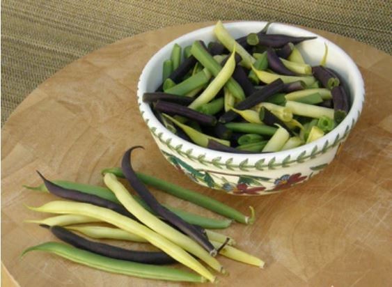 TRI-COLOR BUSH BEAN Seed Mix, Heirloom Seeds – Bright Color Mix for Easy Picking