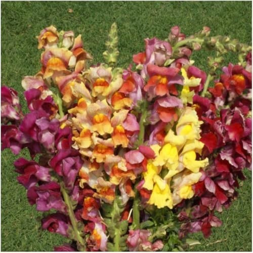 Seed Needs Tetra Snapdragon Seeds to Plant Mixed Cut Flowers 2 Packs