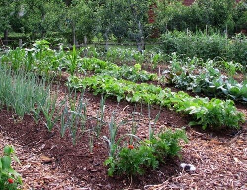 NON-GMO Vegetable Seeds 21 Varieties Garden Emergency Survival Heirloom Seed Kit
