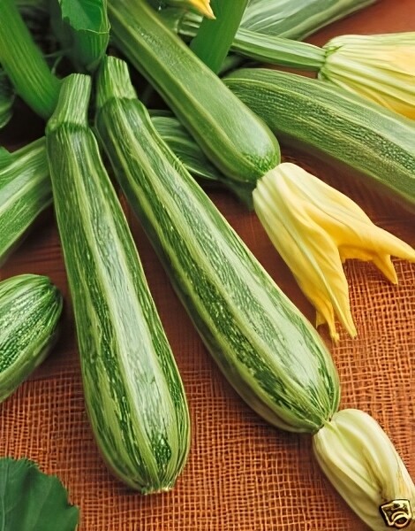 Squash Zucchini Italian Striped Heirloom Vegetable by Seed Kingdom 1/4 Lb Seeds