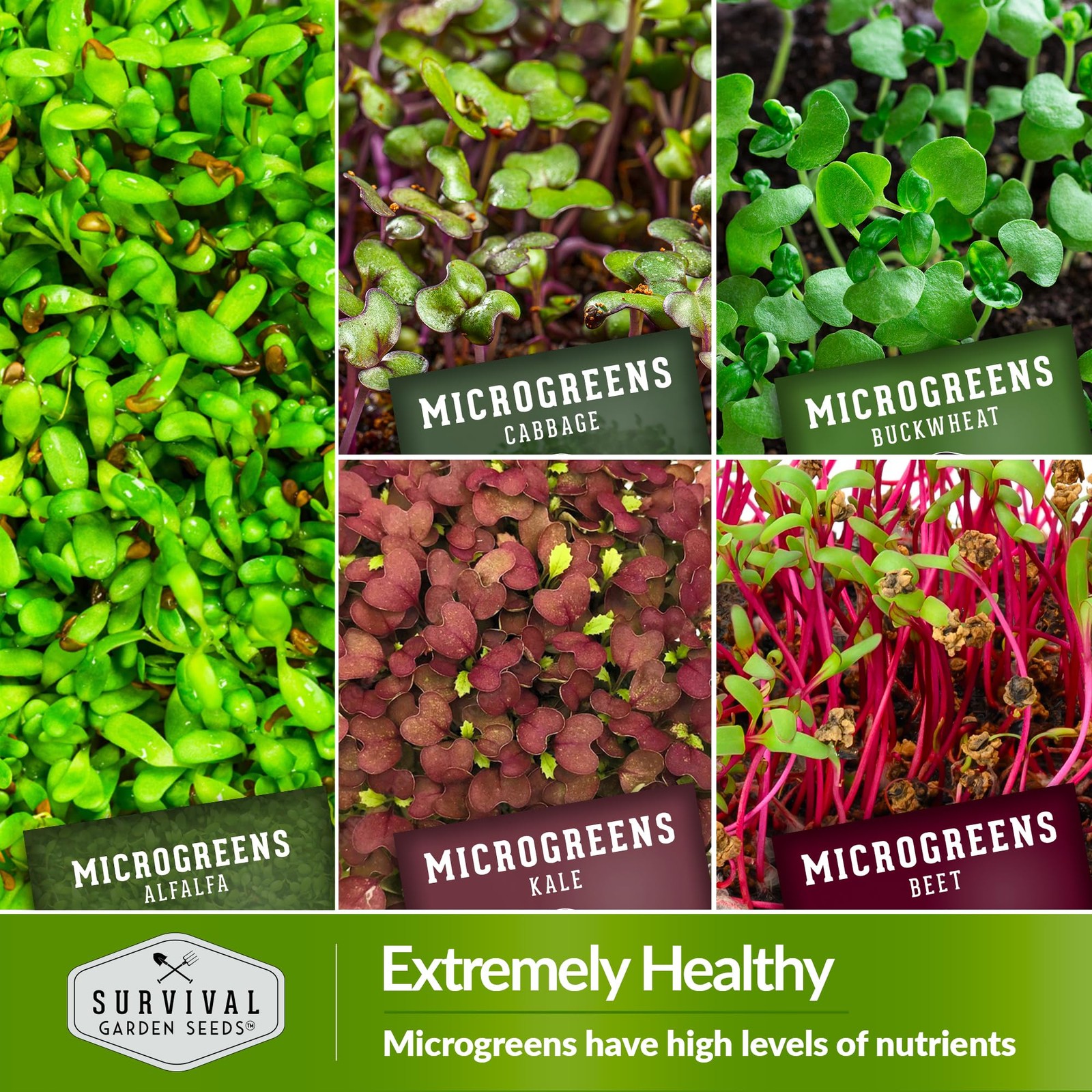 Microgreen Seeds Variety Pack – 10 Heirloom Types for Indoor Sprouting – Broc…