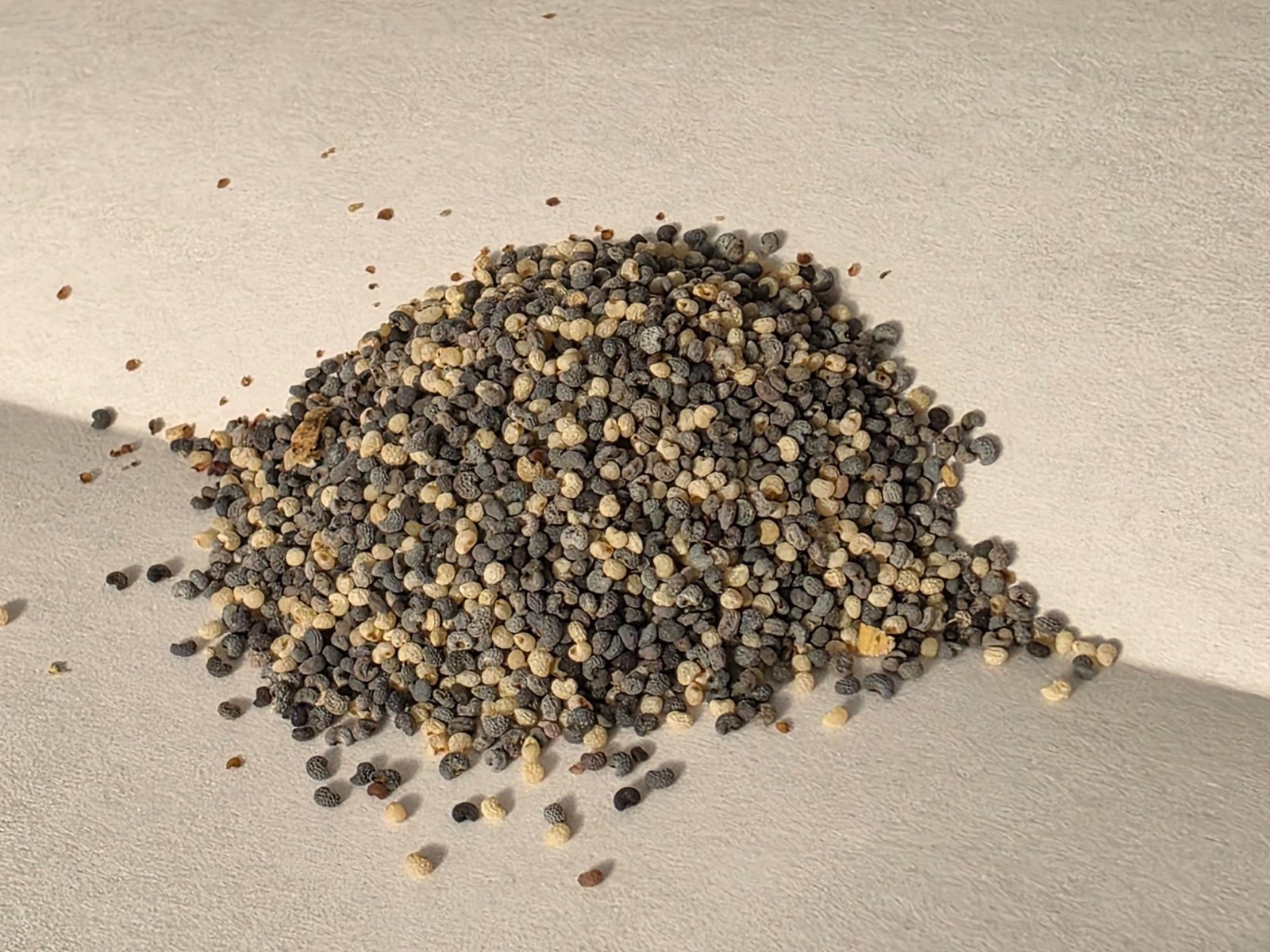 10,000 Poppy seeds for planting HUGE MIX Papever Somniferum flower garden