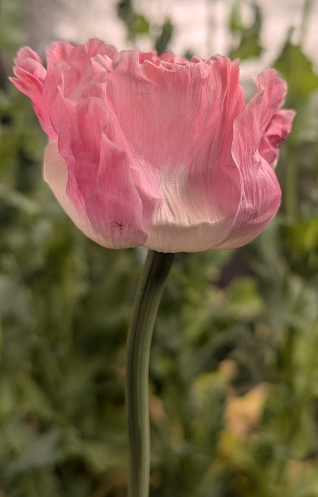 Poppy Seeds 1000+ Afghan Izmir Galania
