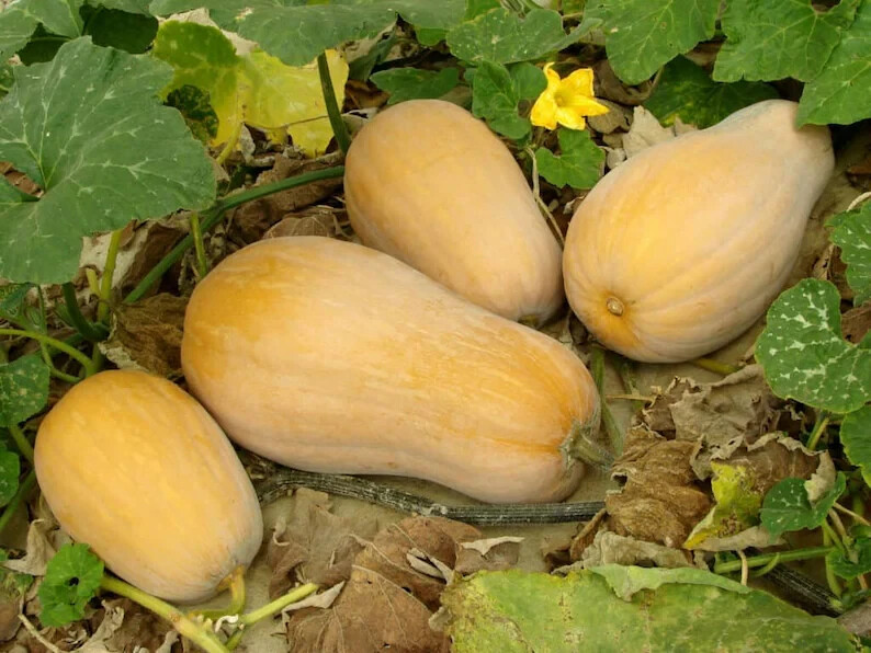 10 European Winter Butternut Squash 10 Seeds. USA Seeds. Organic. Ships free