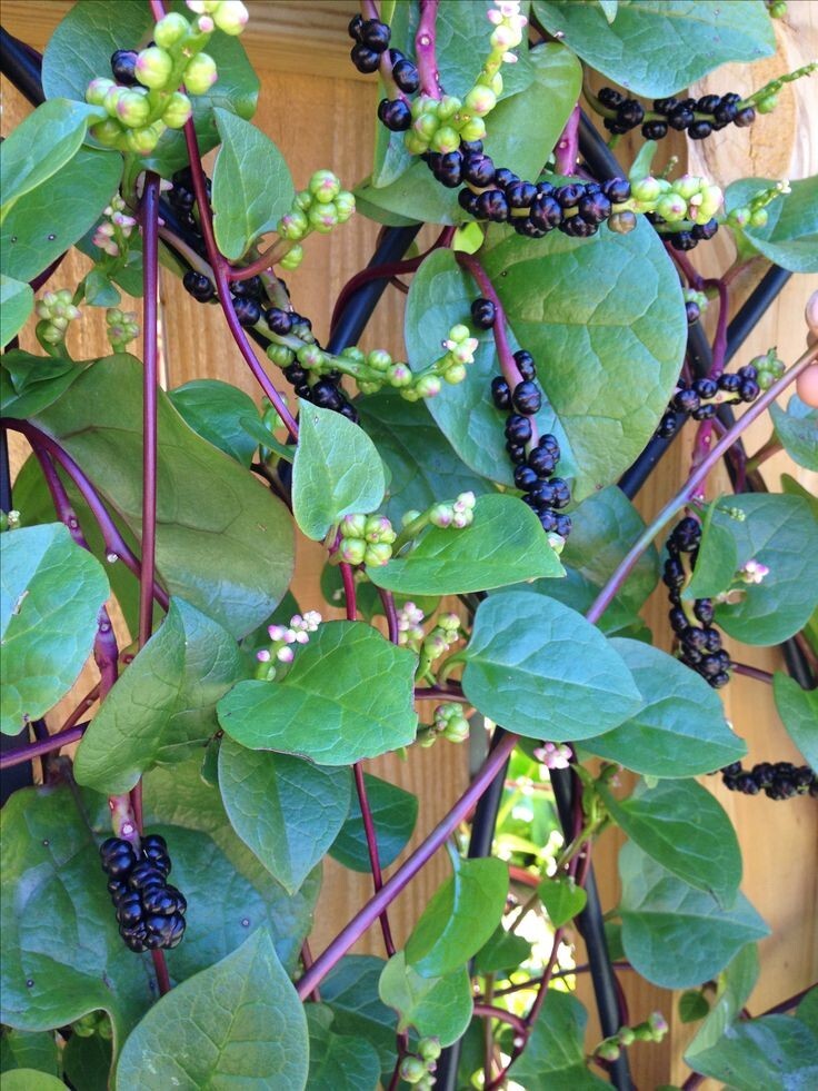 🌱 Heirloom Red Malabar Spinach 50+ Seeds Warm Season Crop Climbing Vines