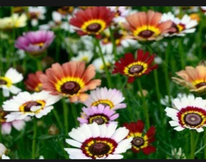 100+ Painted Mix Daisy Seeds | Colorful Rings Rainbow Paper Wild Flower Seed 20