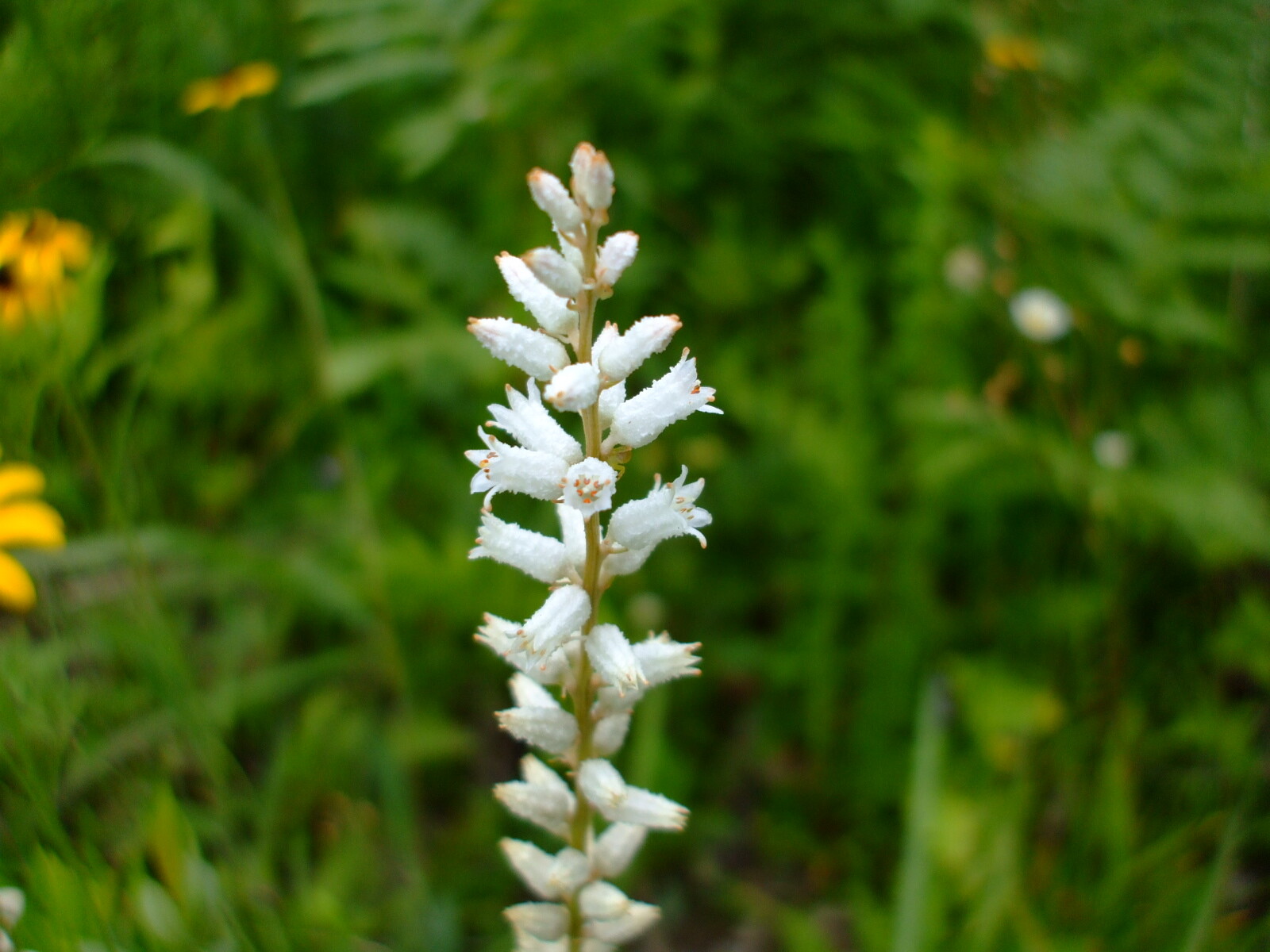 Aletris farinosa (Colicroot) wildflower seed pack perennial, Z 4-8