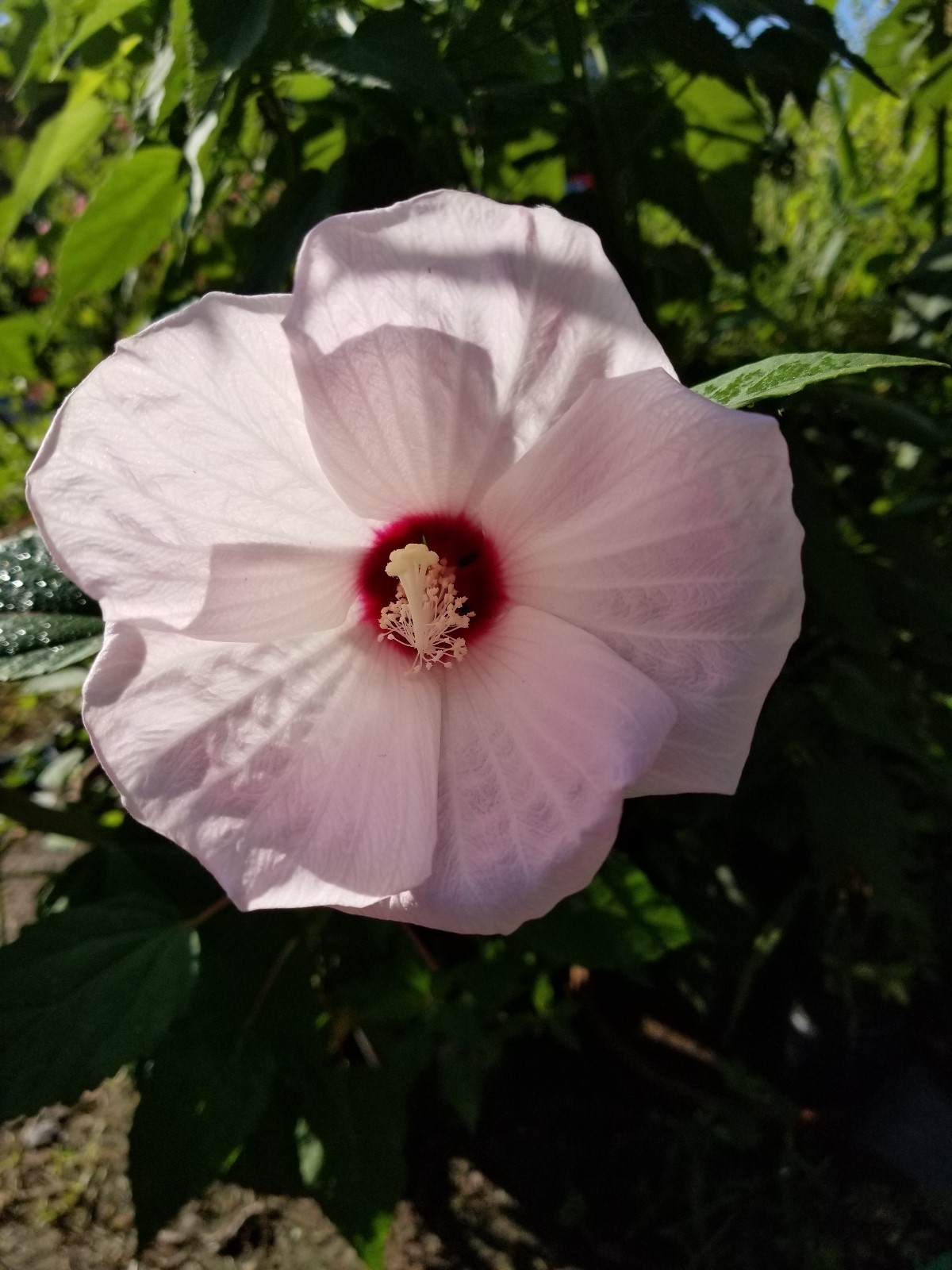 20 Fresh Luna White Perennial Hardy Hibiscus Rose Mallow Seeds