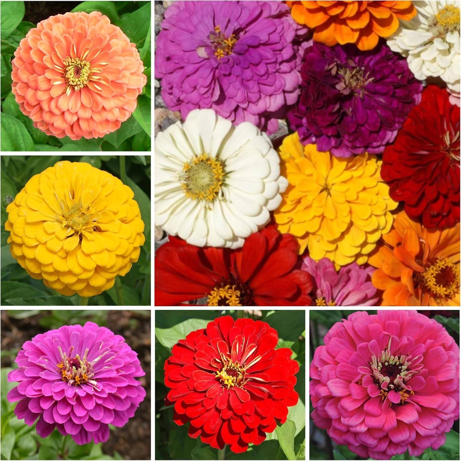 Zinnia Seeds California Giants Variety | 5,000+ Heirloom Seeds Zinnia Elegans…