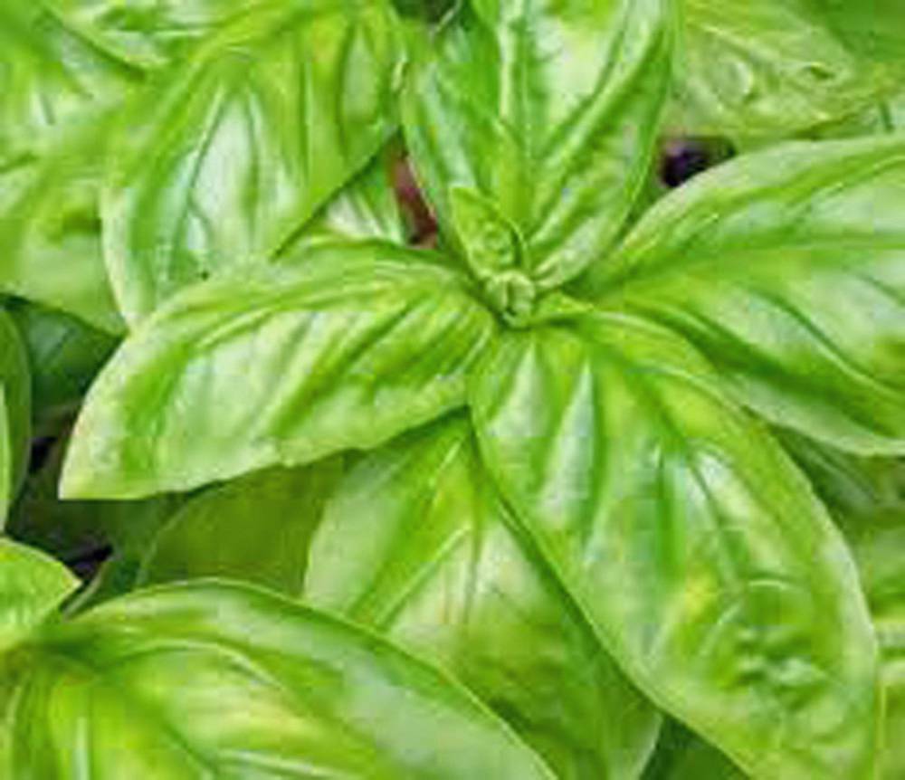 BASIL SEED, ITALIAN LARGE LEAF, 500 SEEDS, HEIRLOOM, NON GMO, HERB