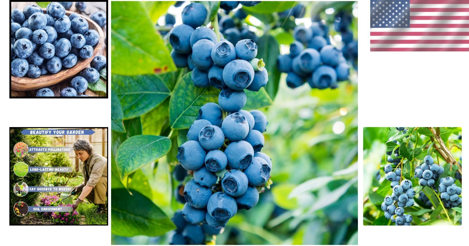 Blueberry Bush Seeds 500+ Non GMO Heirloom for Outdoor Planting Full Sun