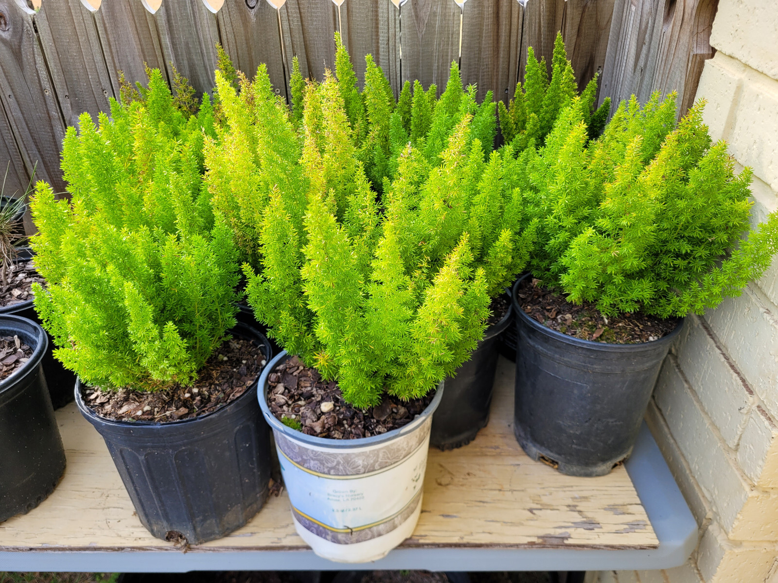 20 FOXTAIL FERN SEEDS (Asparagus/Myers) Guaranteed FRESH!!!