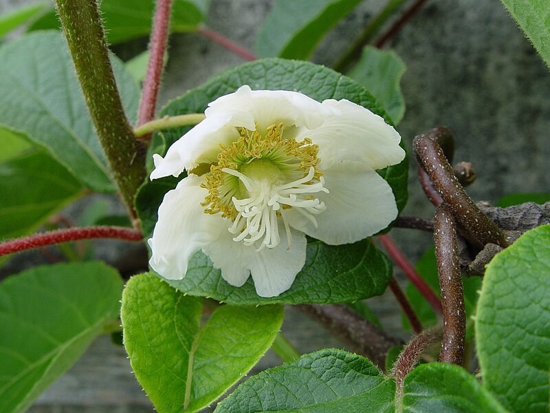 Actinidia chinensis | Golden Kiwi | 20_Seeds