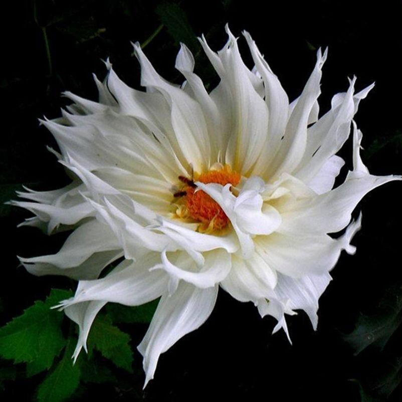 US-Seller Rare Beautiful Perennial Dahlia Flowers Seeds 20PCS Mix Color.