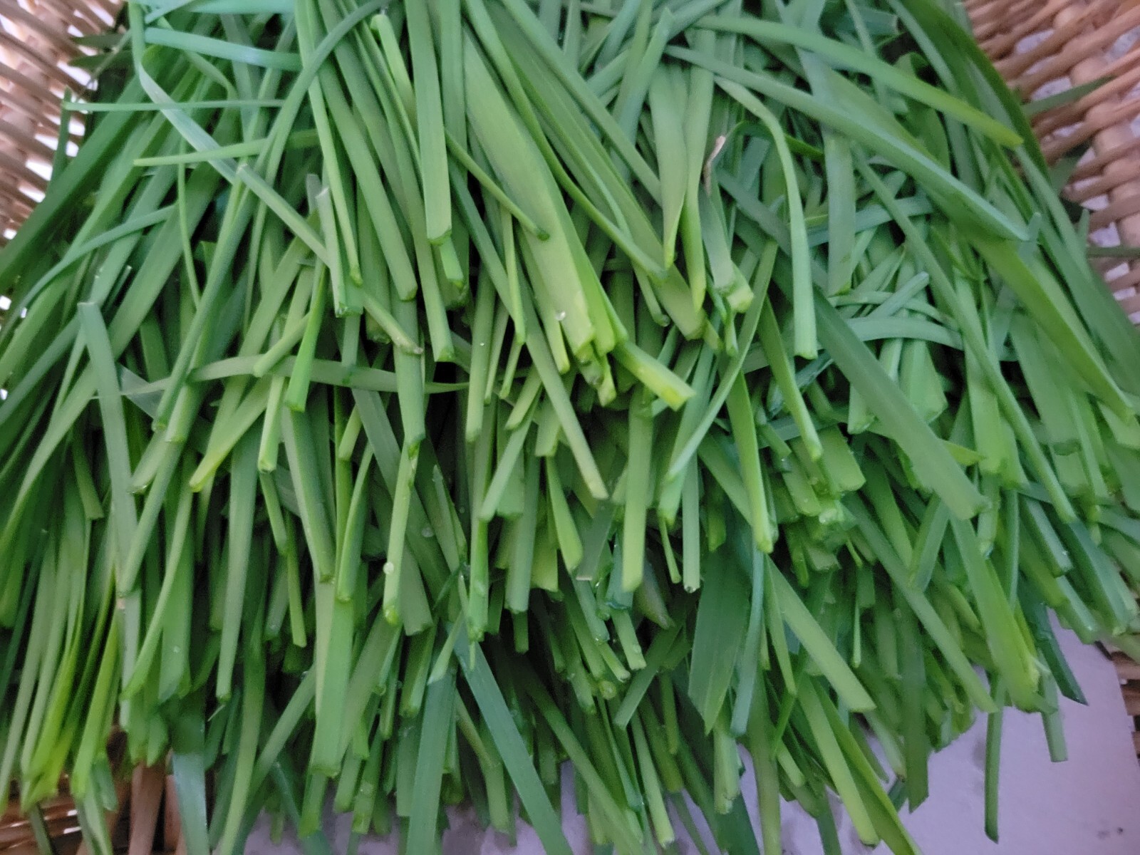 15  live Garlic Chives bare roots | Garden Fresh  ,부추,韭菜,韮: ニラ