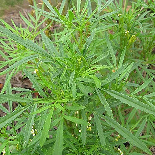 Parsley, HUACATAY Seeds Black Mint Peruvian & Culinary Herb Tagetes Minuta