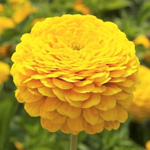 Zinnia CANARY BIRD Double Blooms Cut-Flowers Butterflies Non-GMO 100 Seeds