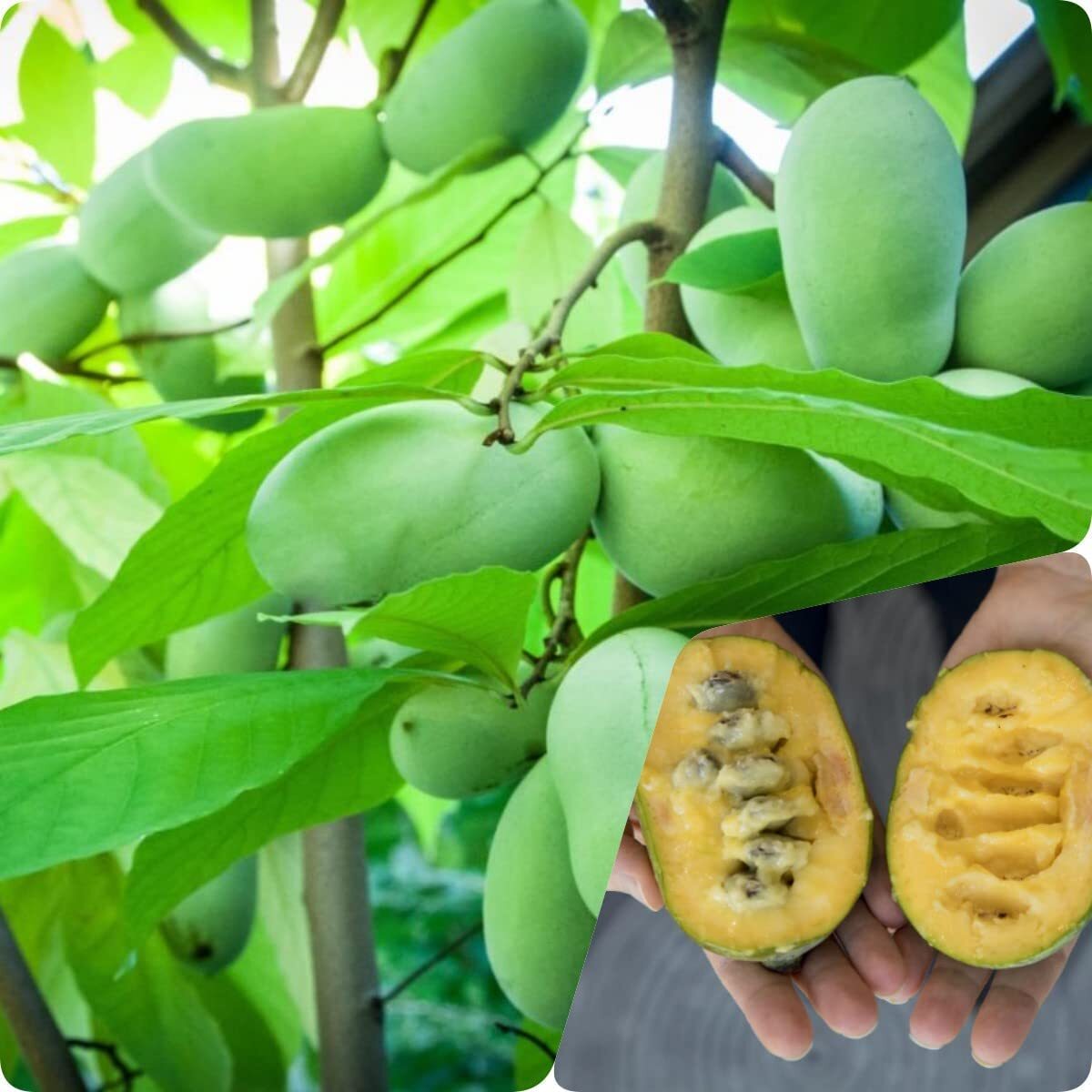 Paw paw Tree Seeds for Planting | 10 Seeds | Edible Fruit Tree. Fun and Easy to