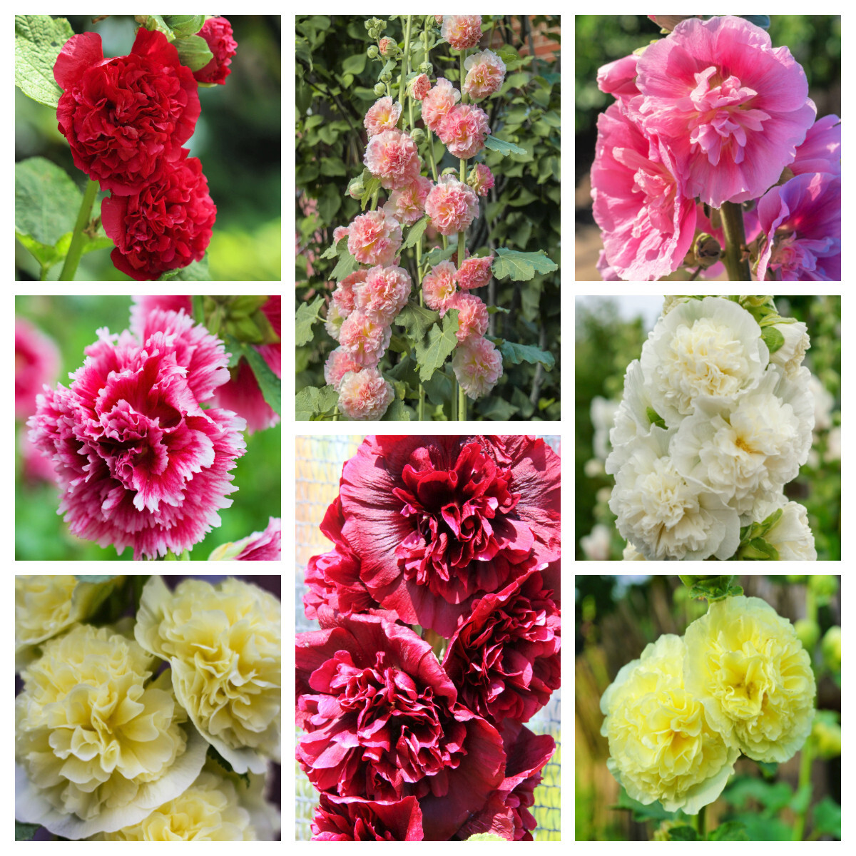 50 SUMMER CARNIVAL HOLLYHOCK Double Mixed Colors Alcea Rosea Flower Seeds