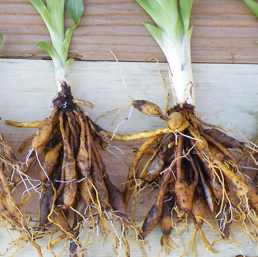WILD DAYLILY 50 fans root systems
