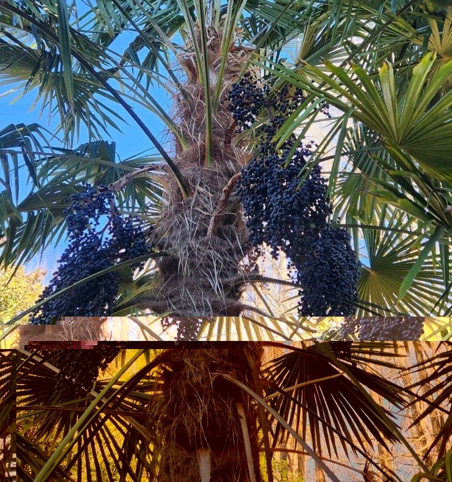 Trachycarpus Fortunei 50 Seeds 2025 Harvest
