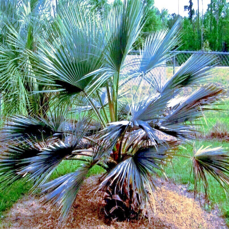 20 Mexican Blue Hesper Fan Palm Tree Seeds Grey Goddess Tropical Cold Hardy!